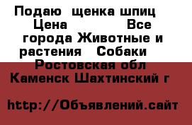 Подаю. щенка шпиц  › Цена ­ 27 000 - Все города Животные и растения » Собаки   . Ростовская обл.,Каменск-Шахтинский г.